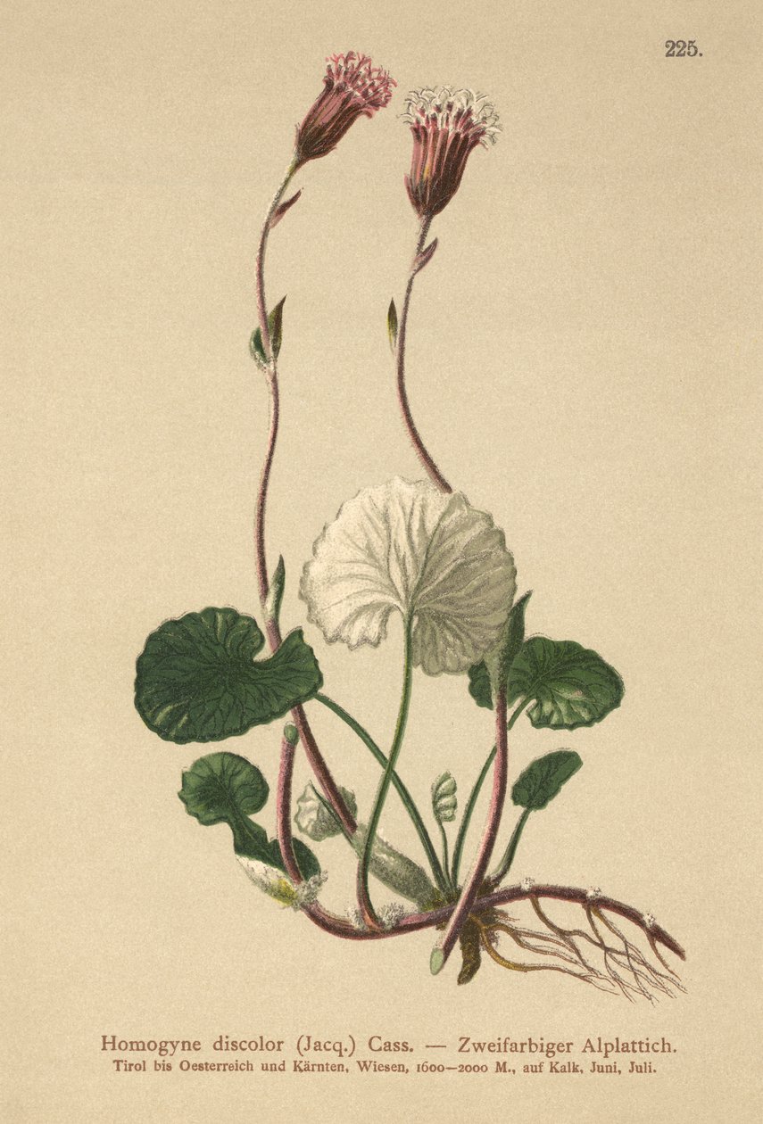 变色小马脚（Homogyne discolor） 作者 德国学校