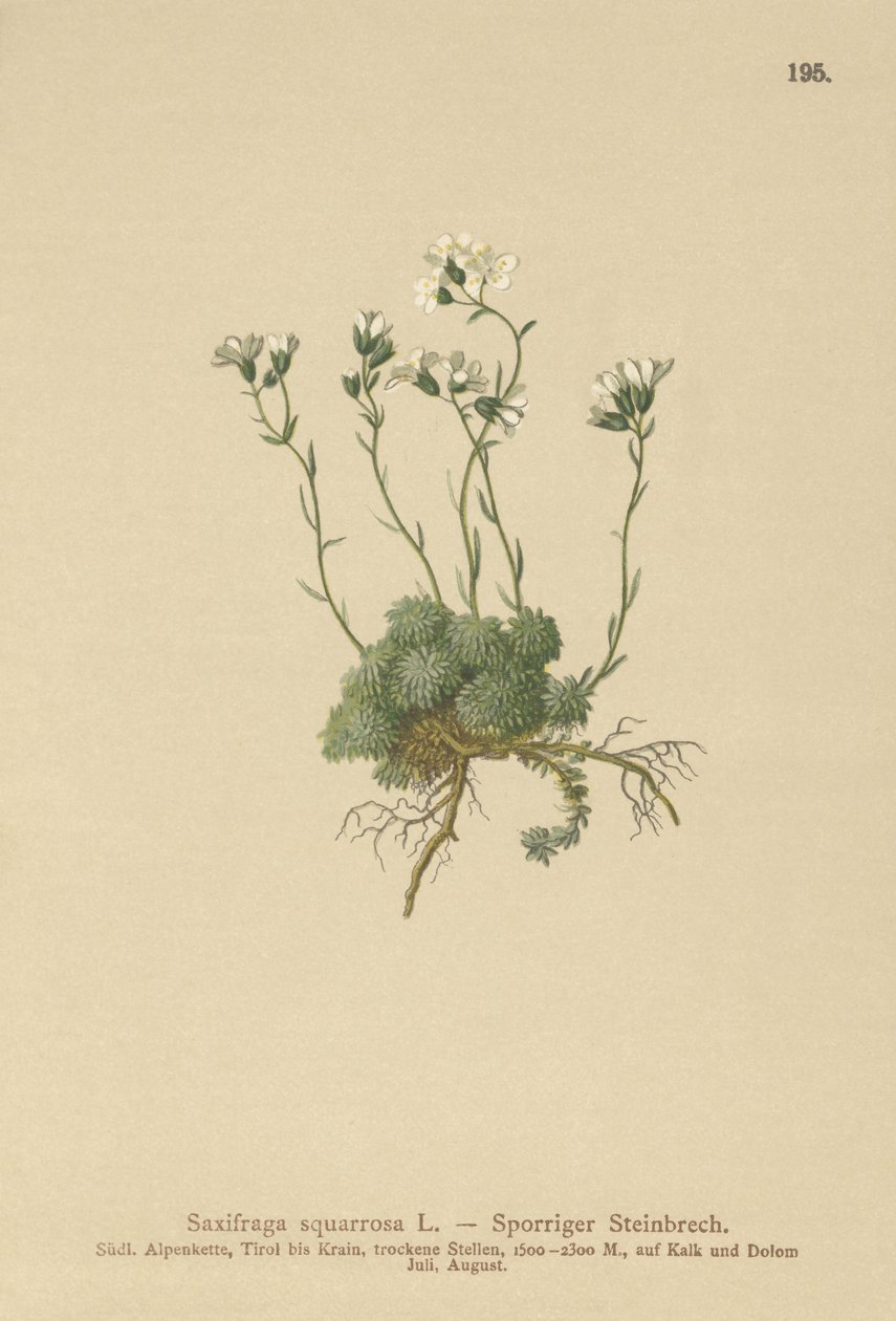 白云岩（Saxifraga squarrosa） 作者 德国学校
