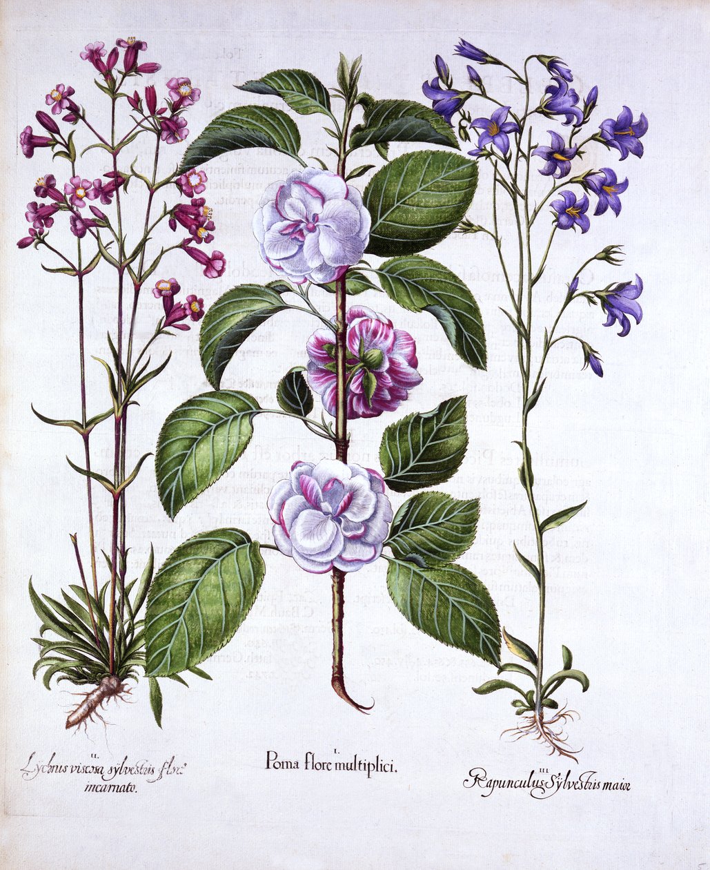 双花苹果，德国Catch-Fly和贝尔弗劳尔，来自Hortus Eystettensis，由Basil Besler（1561-1629），酒吧。 1613（手工彩色雕刻） 作者 德国学校