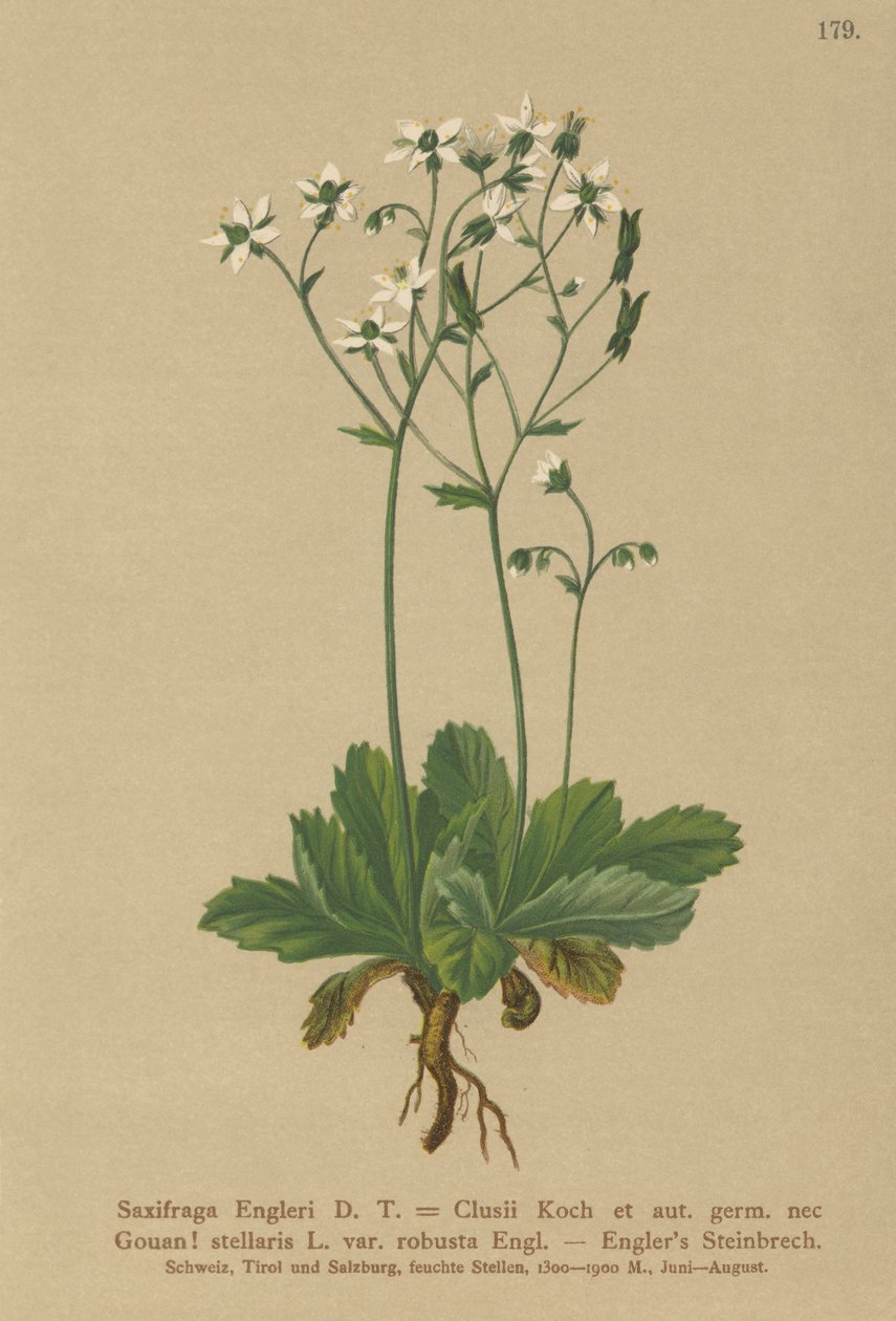 Engerlis Saxifrage（Saxifraga Engerli，Saxifraga Clusii） 作者 德国学校