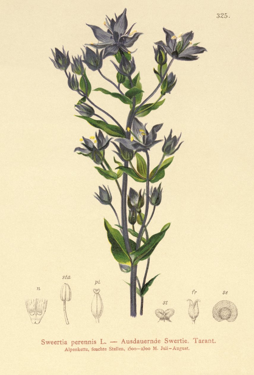 Felwort（Sweertia常年） 作者 德国学校