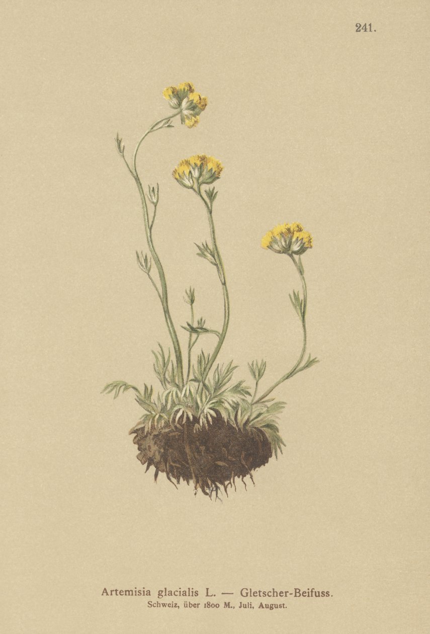 冰川艾草（Artemisia glacialis） 作者 德国学校