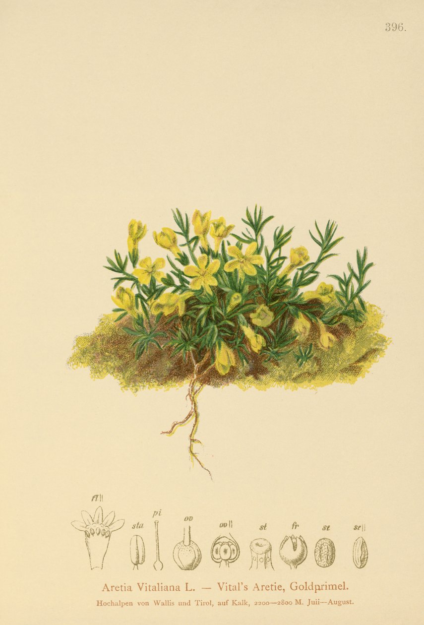 金色Pri Pri（Primula vitaliana，Aretia Vitaliana，Vitaliana primuliflora） 作者 德国学校