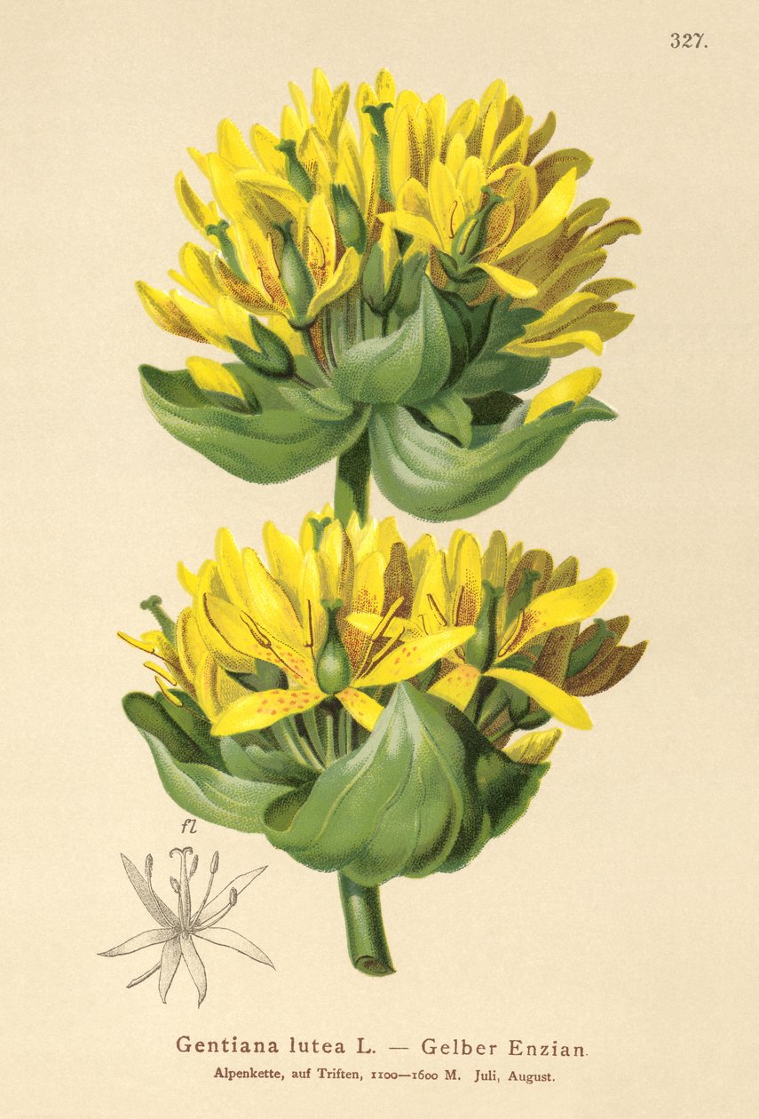 大黄龙胆（Gentiana lutea） 作者 德国学校