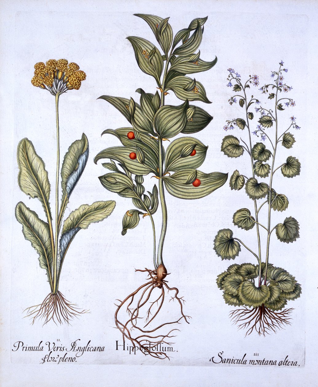 Hippoglossum，Cowslip和SanicleSnakeroot，来自Hortus Eystettensis，由Basil Besler（1561-1629），酒吧。 1613（手工彩色雕刻） 作者 德国学校