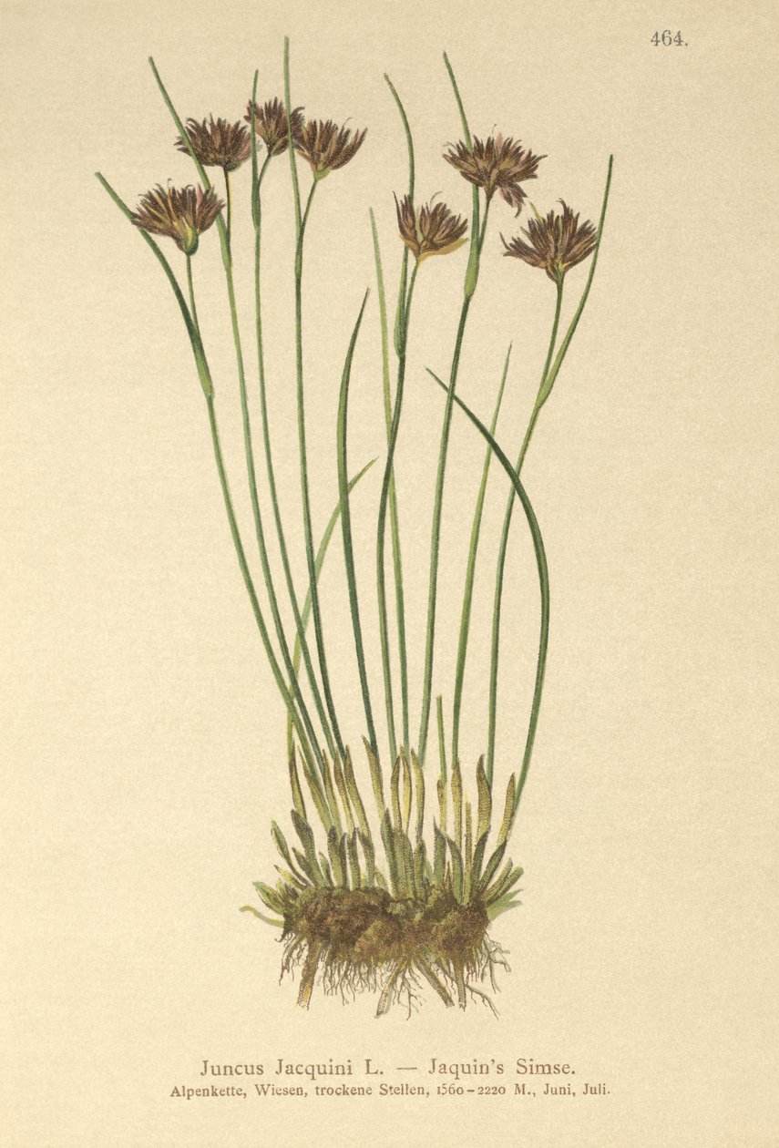Jacquins Rush（Juncus Jacquini） 作者 德国学校