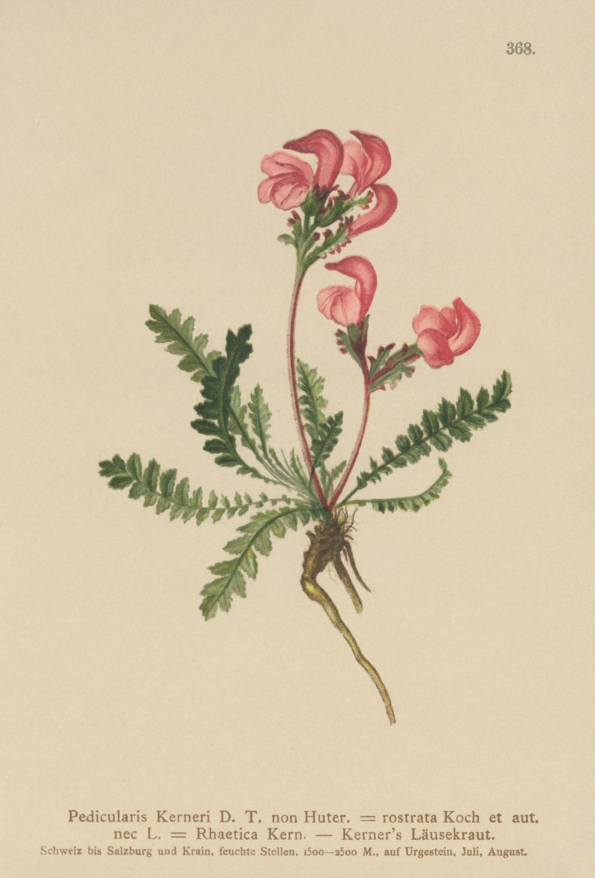 Kerners Lousewort（Pedicularis Kerneri，Rhaetica Kerneri，Pedicularis Rostrata，Pedicularis Rhaetica） 作者 德国学校