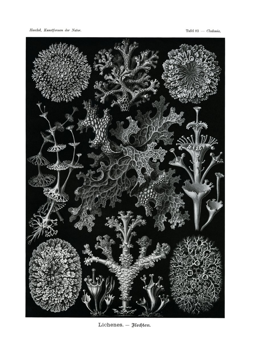 Lichenes, 1899-1904  作者 德国学校