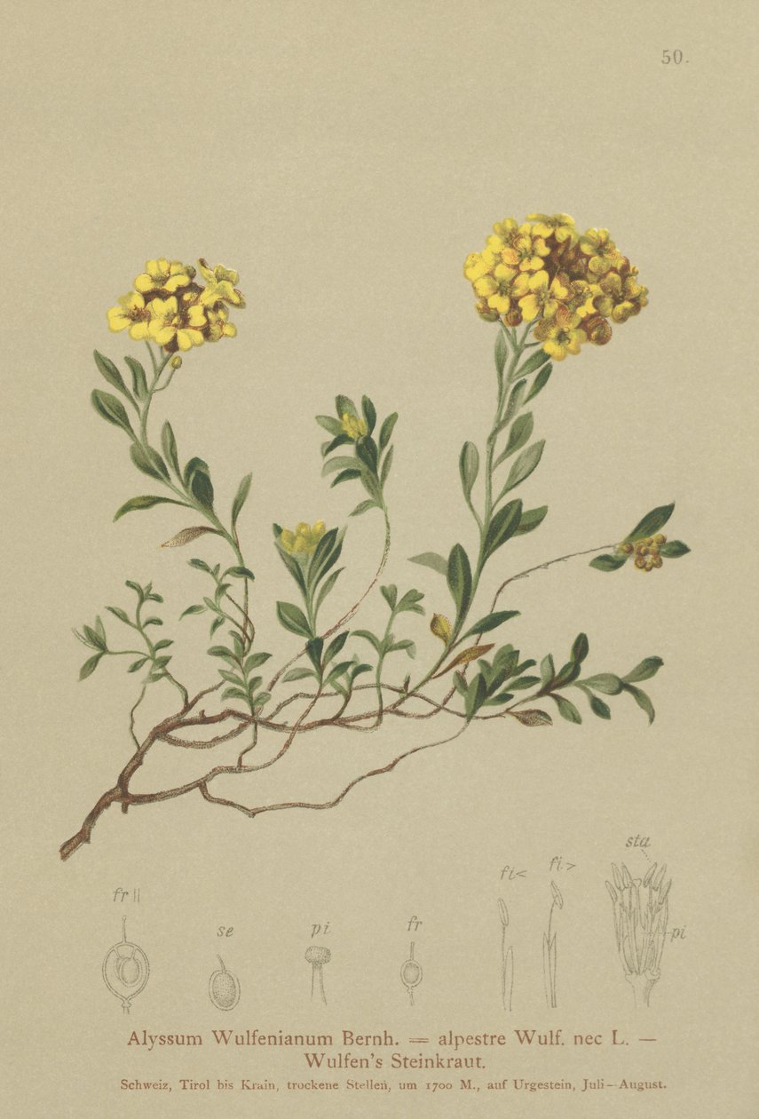 Madwort（Alyssum Wulfenianum，Alyssum alpestre） 作者 德国学校