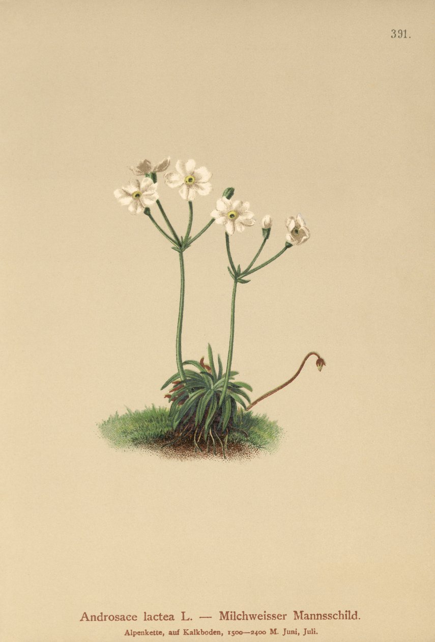 Milkwhite Rock-jasmine（Androsace lactea，Androsace lactiflora） 作者 德国学校