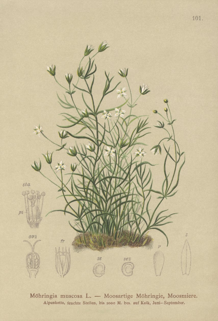 苔藓Sandwort（Moehringia muscosa，Möhringiamuscosa） 作者 德国学校