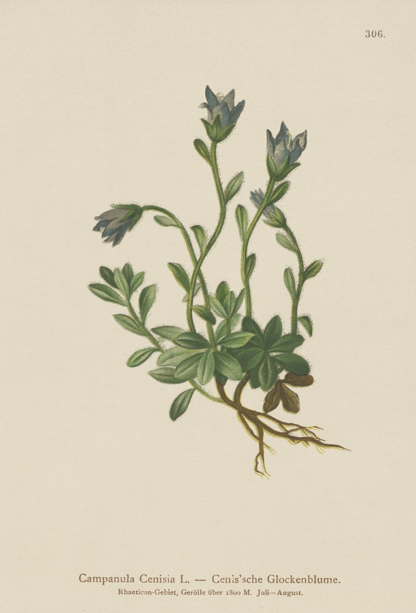公吨。 Cenis Bellflower（Campanula Cenisia） 作者 德国学校