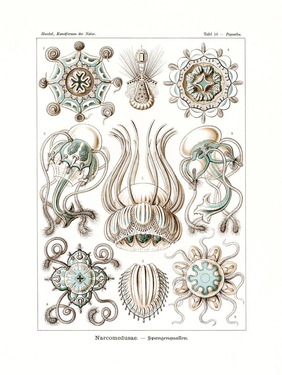 Narcomedusae，1899-1904 作者 德国学校