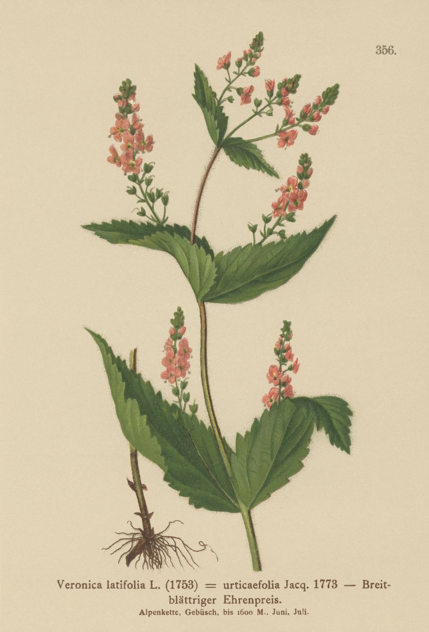 荨麻叶Speedwell（Veronica latifolia，Veronica urticaefolia） 作者 德国学校