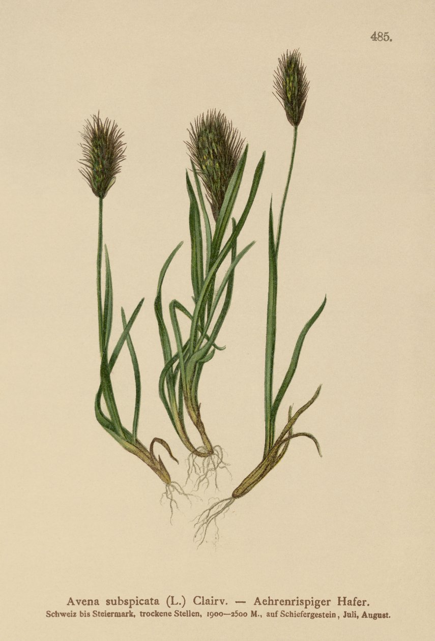 燕麦草（Avena subspicata） 作者 德国学校
