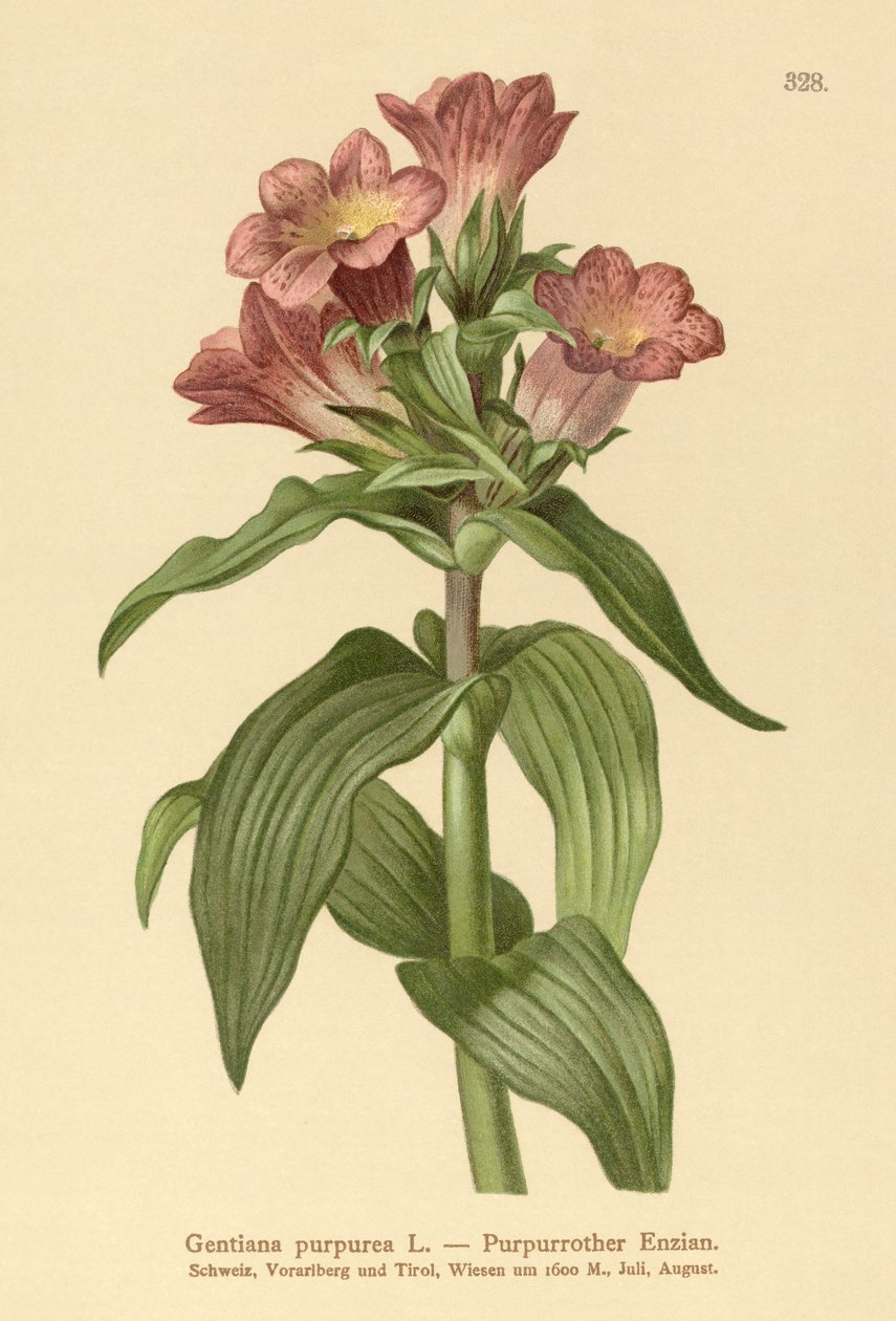 紫龙胆（Gentiana purpurea） 作者 德国学校