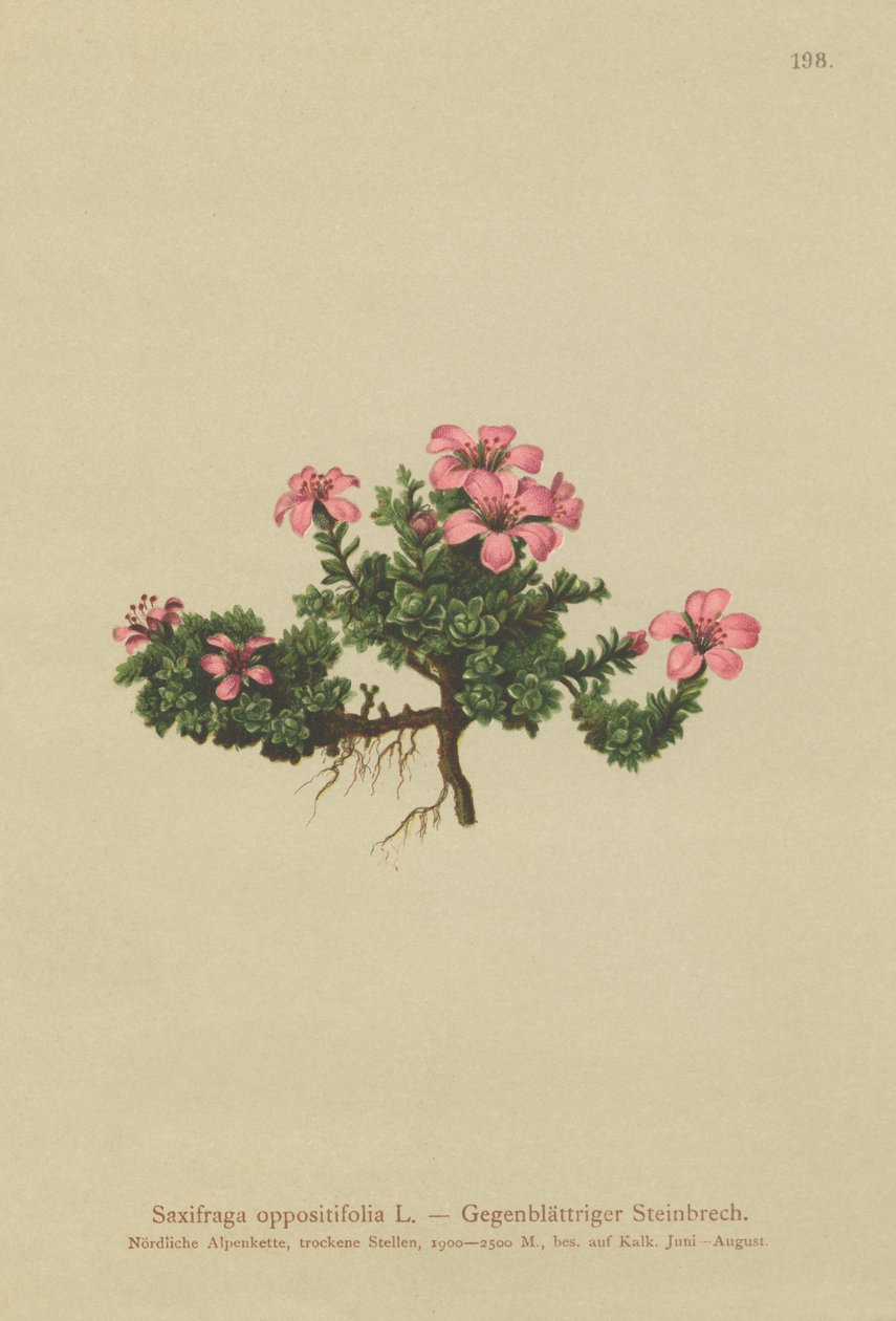 紫山Saxifrage（Saxifraga oppositifolia） 作者 德国学校