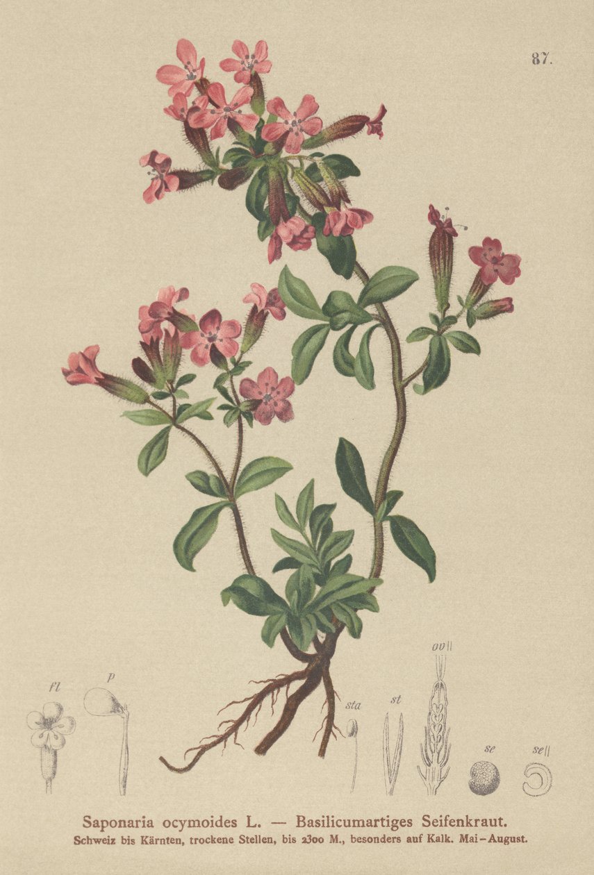 岩皂（Saponaria ocymoides） 作者 德国学校