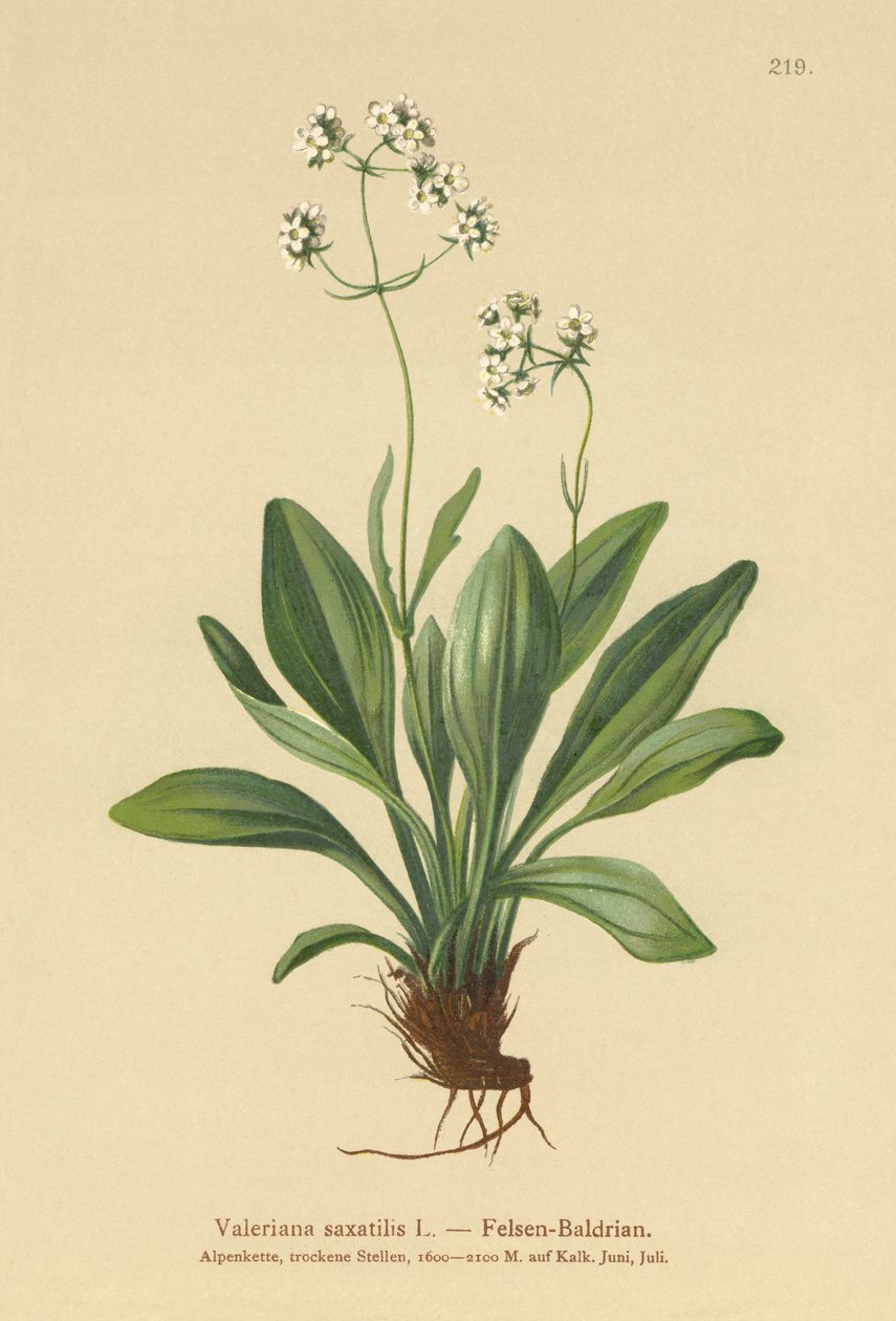 Rock Valerian（缬草saxatilis） 作者 德国学校