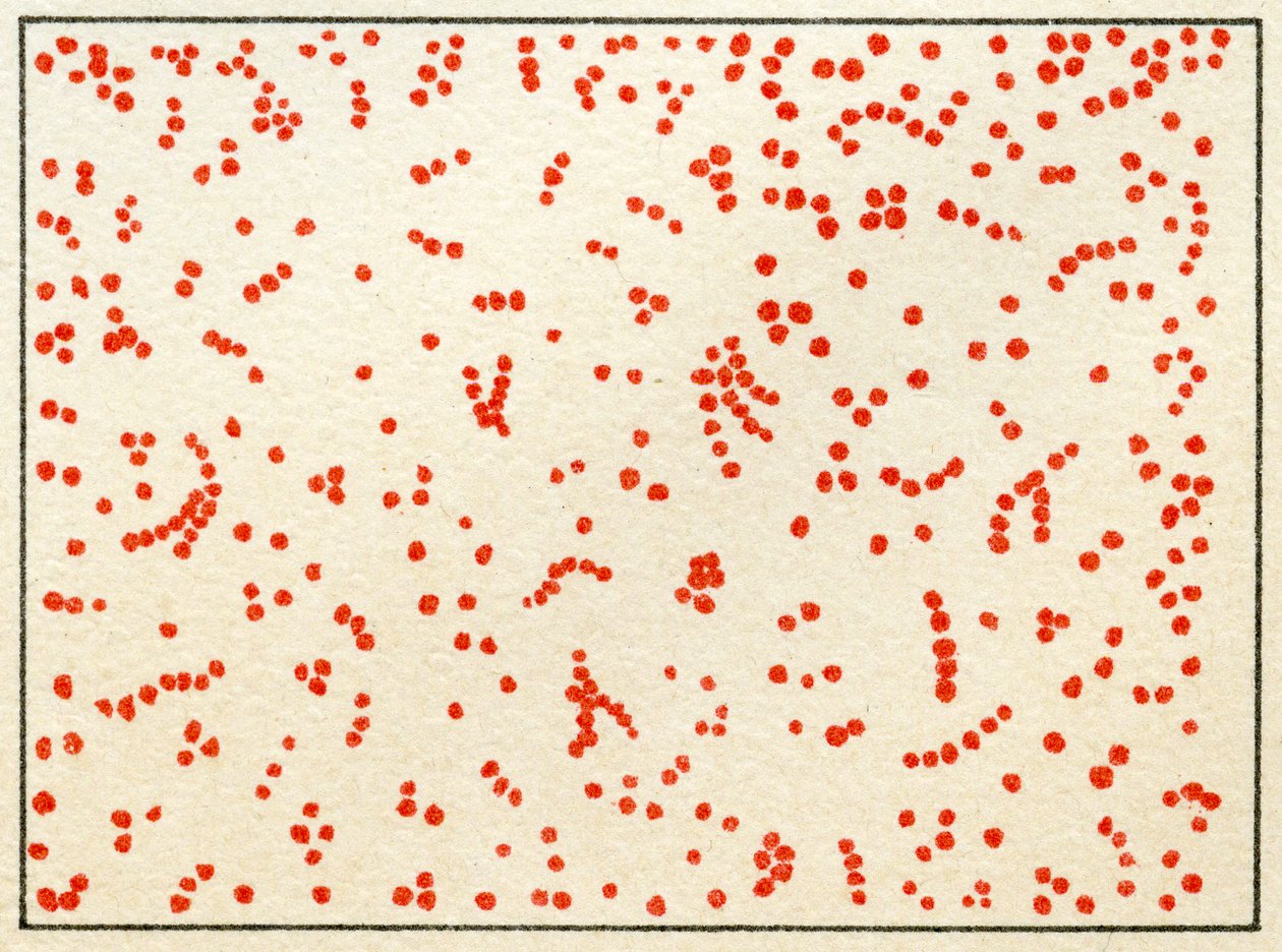 Micrococcus Bacteria c.1890（彩色石版画）样品 作者 德国学校