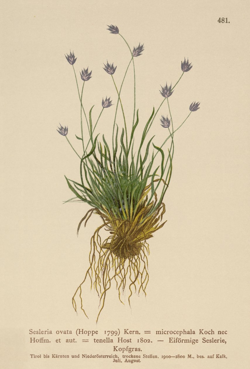 Seslera ovata，Seslera microcephala，Sesleria tenella，Psilathera ovata） 作者 德国学校