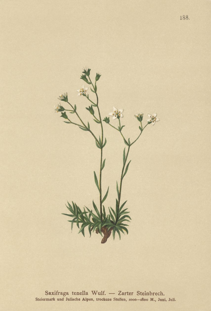 细长的Saxifrage（Saxifraga tenella） 作者 德国学校