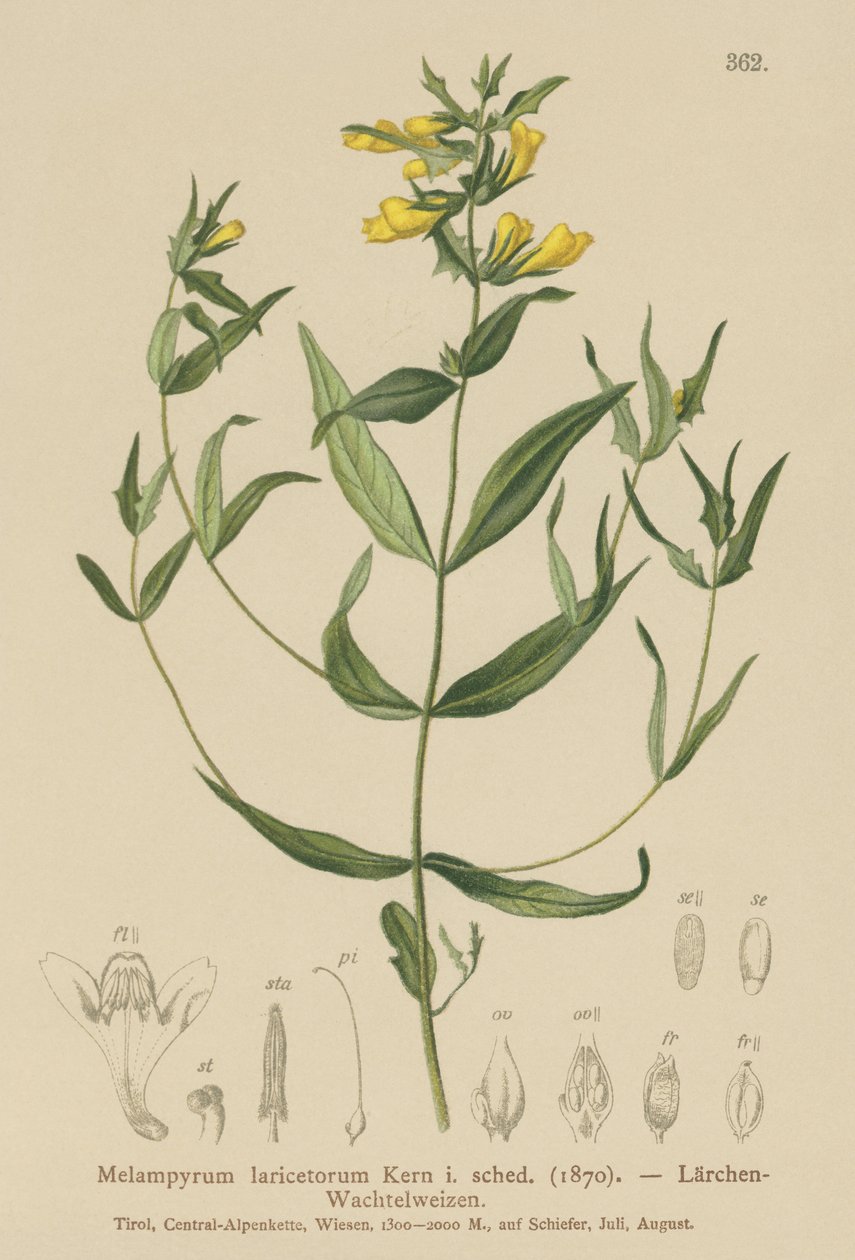 小牛 - 小麦（Melampyrum laricetorum，Melampyrum carpathicum，Melampyrum sylvaticum） 作者 德国学校