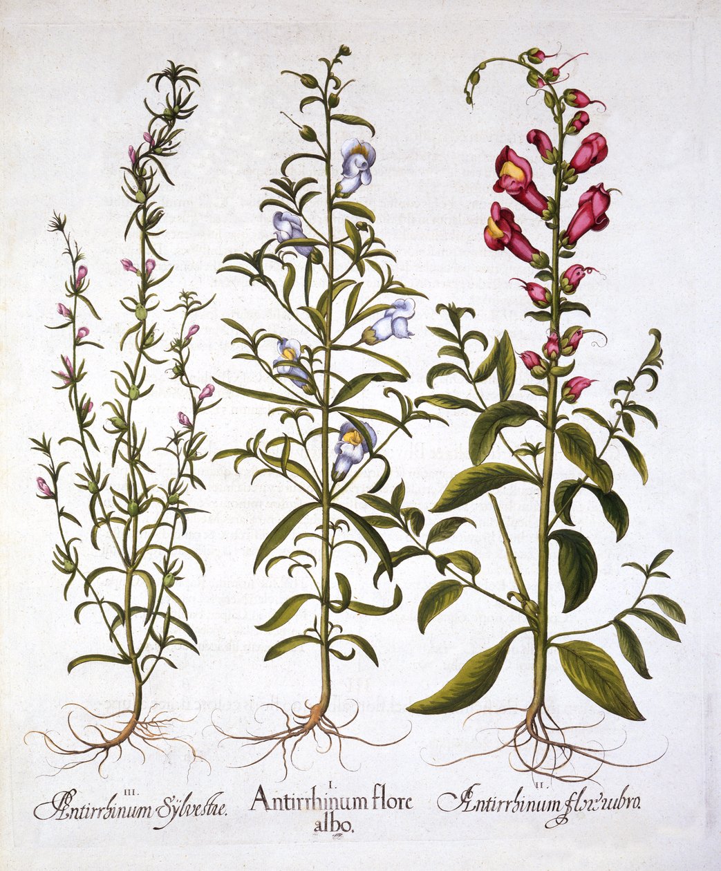 Snapdragons或Antirrhinums，来自Hortus Eystettensis，由Basil Besler（1561-1629），酒吧。 1613（手工彩色雕刻） 作者 德国学校