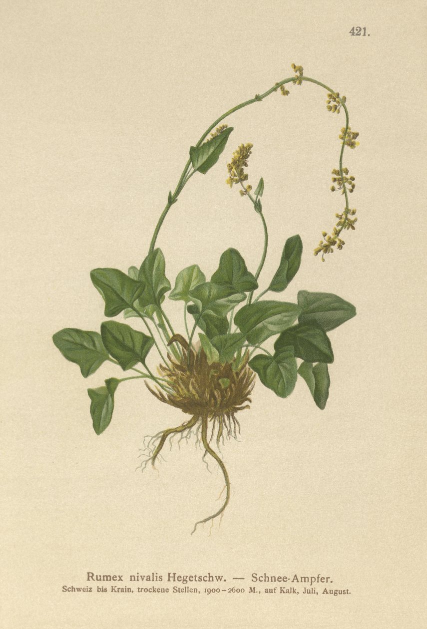 雪码头（Rumex nivalis） 作者 德国学校