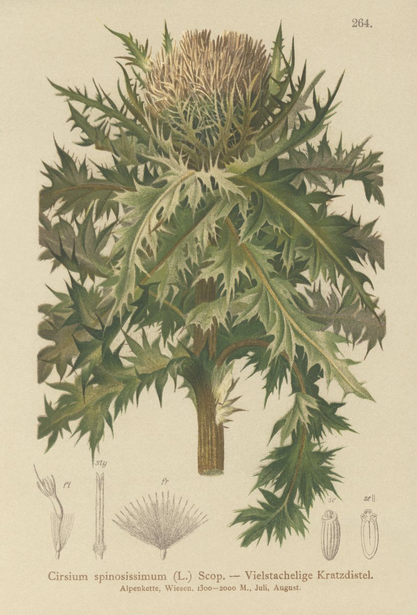 Spiniest Thistle（Cirsium spinosissimum） 作者 德国学校