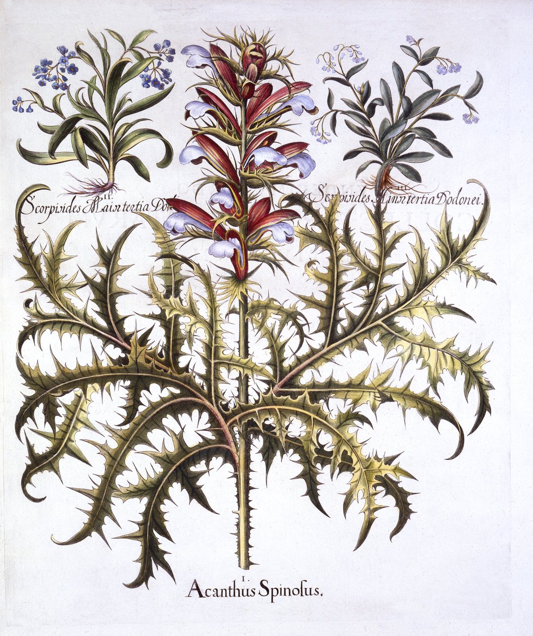 Spiny Bears Breech和Forget-Me-Nots，来自Hortus Eystettensis，由Basil Besler（1561-1629），酒吧。 1613（手工彩色雕刻） 作者 德国学校