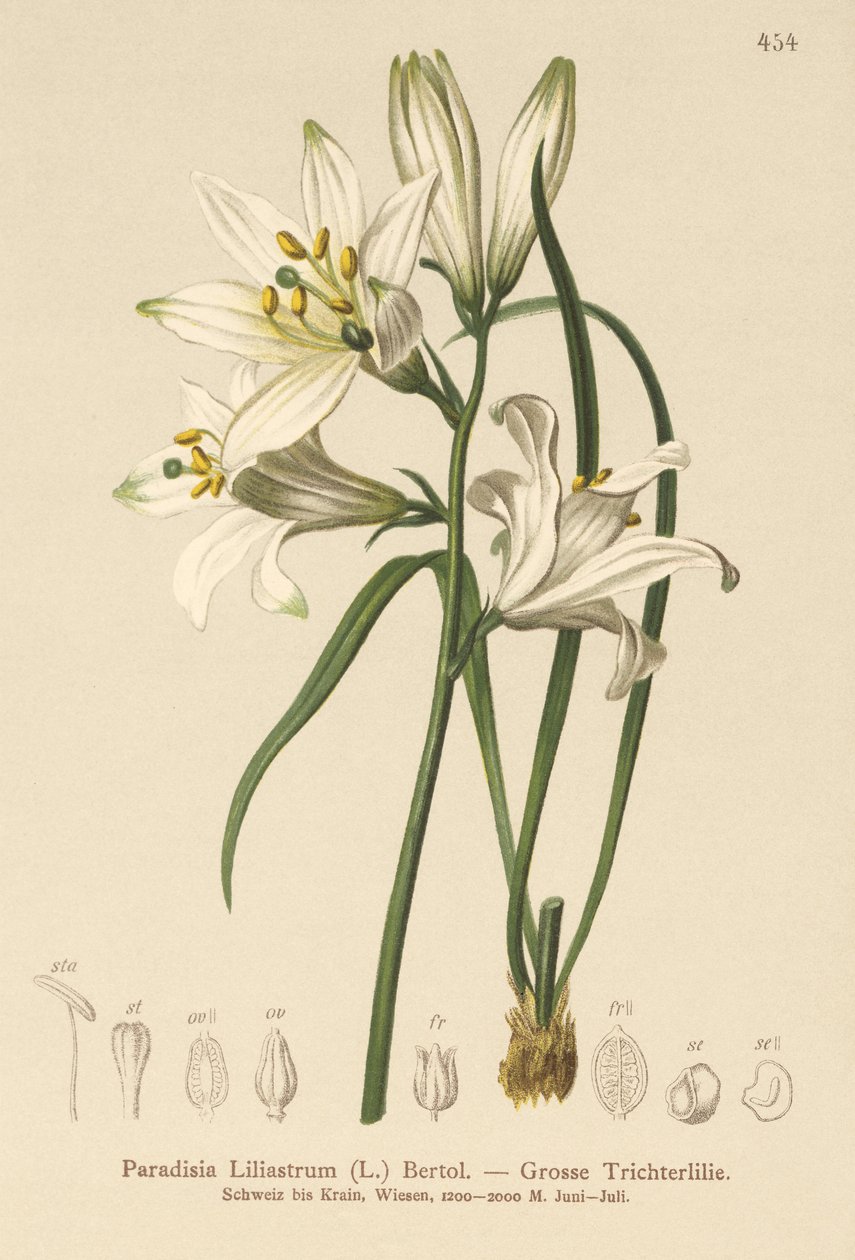 圣布鲁诺？莉莉（Paradisia Liliastrum） 作者 德国学校