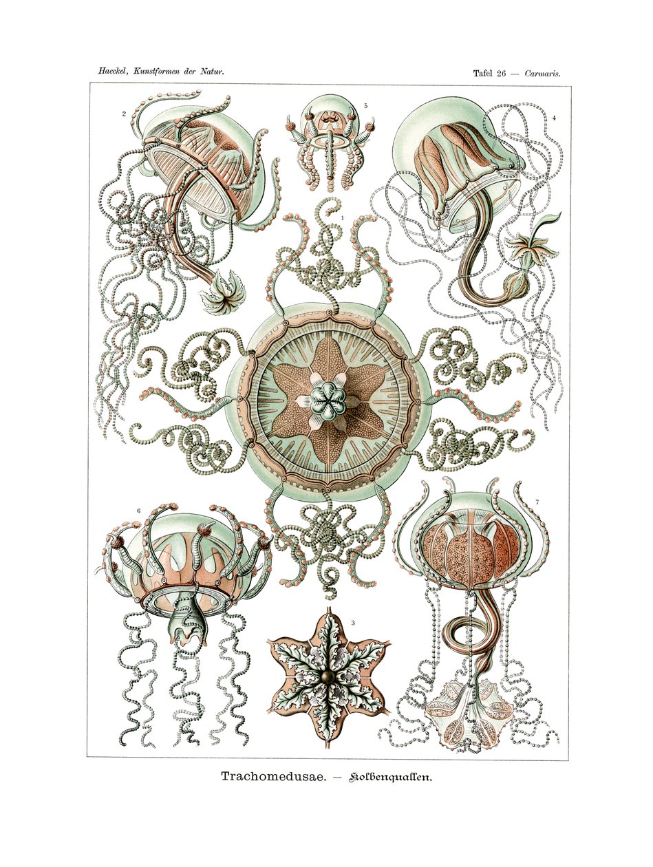Trachomedusae，1899-1904 作者 德国学校