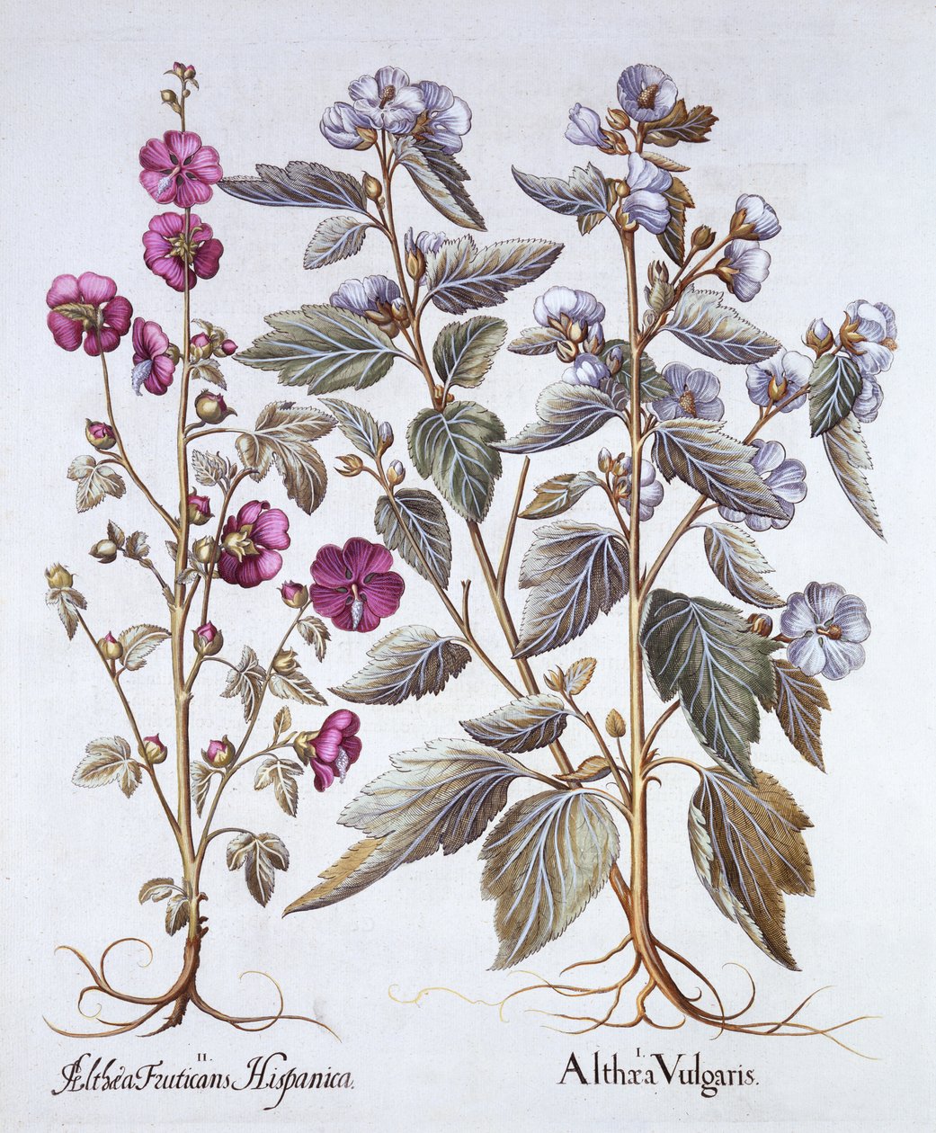 两种锦葵品种，来自Hortus Eystettensis，由Basil Besler（1561-1629），酒吧。 1613（手工彩色雕刻） 作者 德国学校
