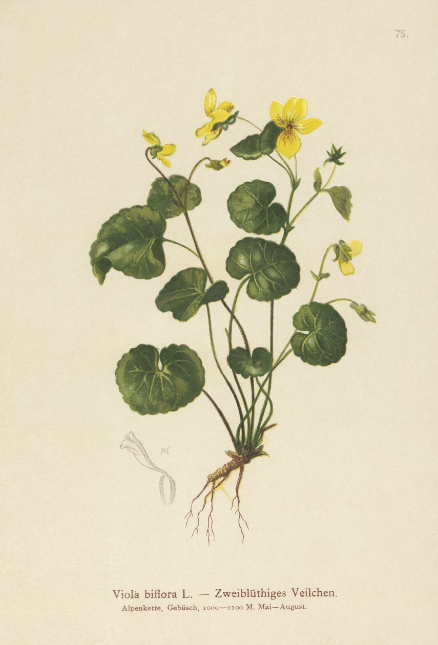 双花紫罗兰（Viola biflora） 作者 德国学校