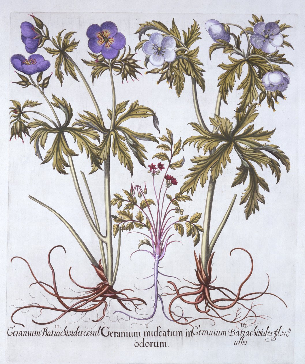 来自Hortus Eystettensis的天竺葵的变异，由Basil Besler（1561-1629），pub。 1613（手工彩色雕刻） 作者 德国学校
