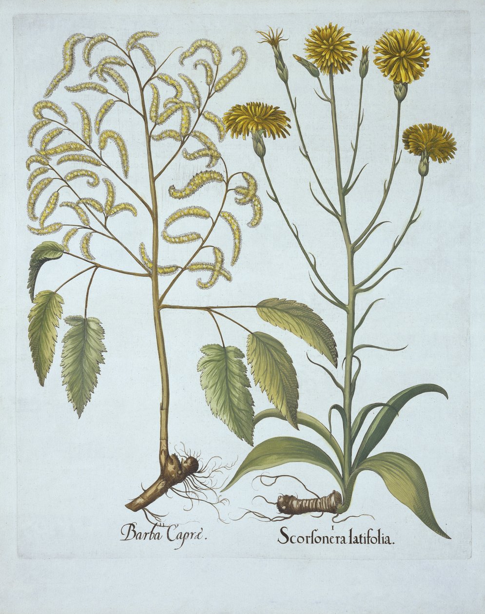 来自Hortus Eystettensis的Vipers Grass and Goats Beard，由Basil Besler（1561-1629），酒吧。 1613（手工雕刻） 作者 德国学校