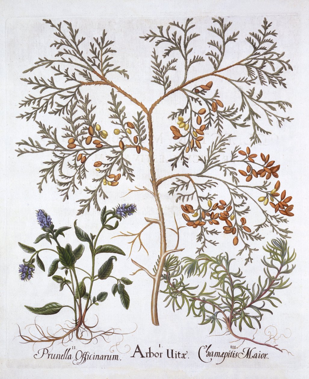 白色雪松，一种自我修复和黄色号角，来自Hortus Eystettensis，由Basil Besler（1561-1629），酒吧。 1613（手工彩色雕刻） 作者 德国学校