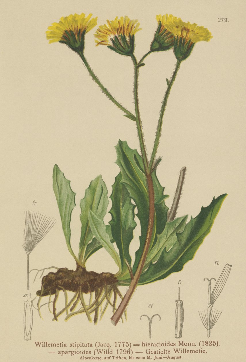 Willemetia（Willemetia stipitata，Willemetia hieracioides，Willemetia apargioides） 作者 德国学校
