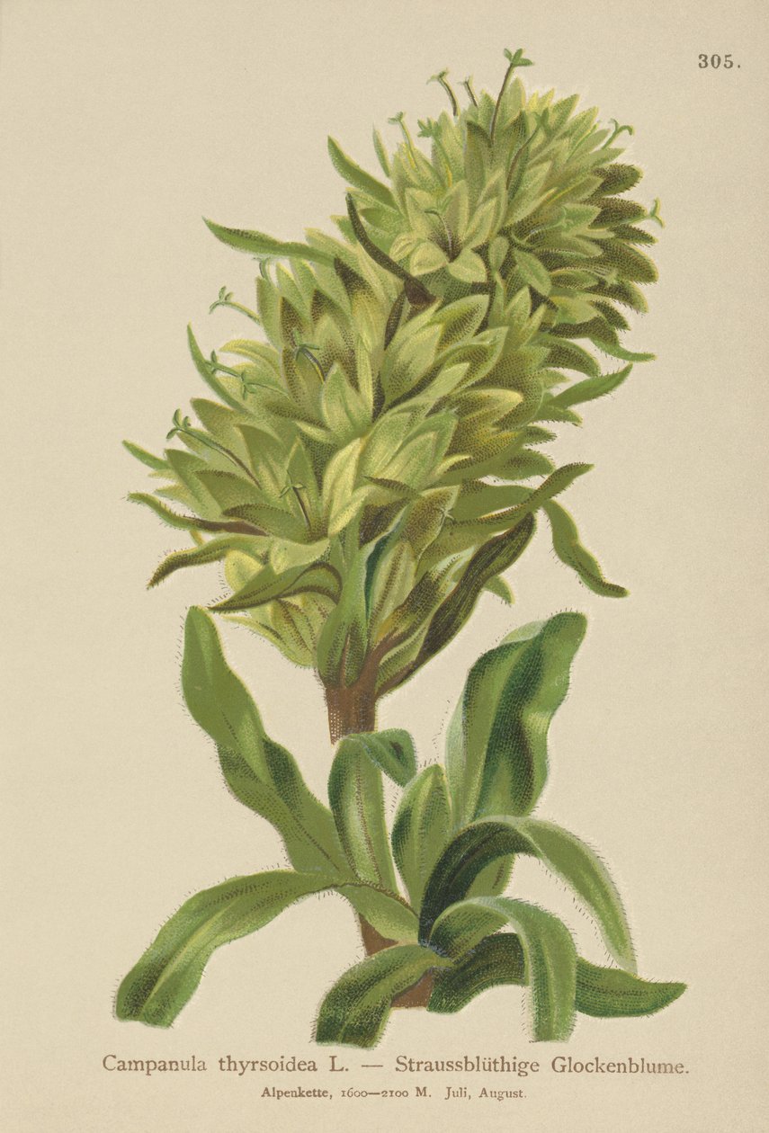 黄色风铃草（Campanula thyrsoidea，Campanula thyrsoides，Campanula macrorhiza） 作者 德国学校