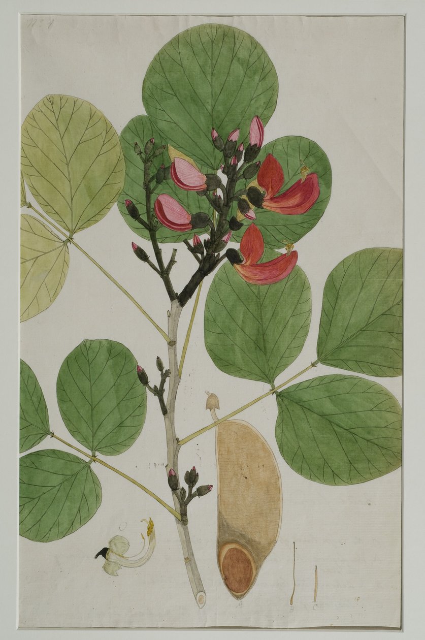 Butea monosperma（Lam。），也被称为森林的火焰，1787年（纸上的wc） 作者 印度学校