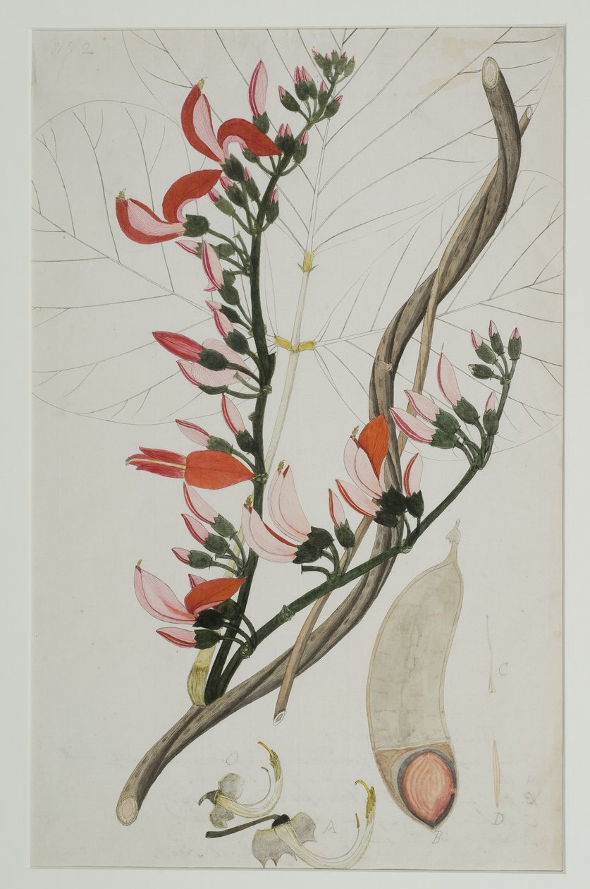 Butea superba Willd，1787年（纸上写着） 作者 印度学校