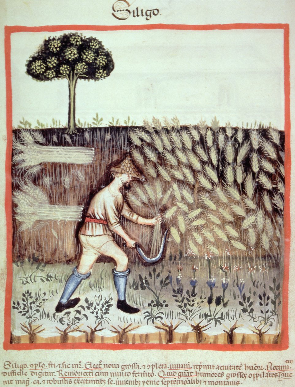 Fol.46v收集冬季谷物，插图来自Tacuinum Santiatis Codex Vindobonensis 作者 意大利学校