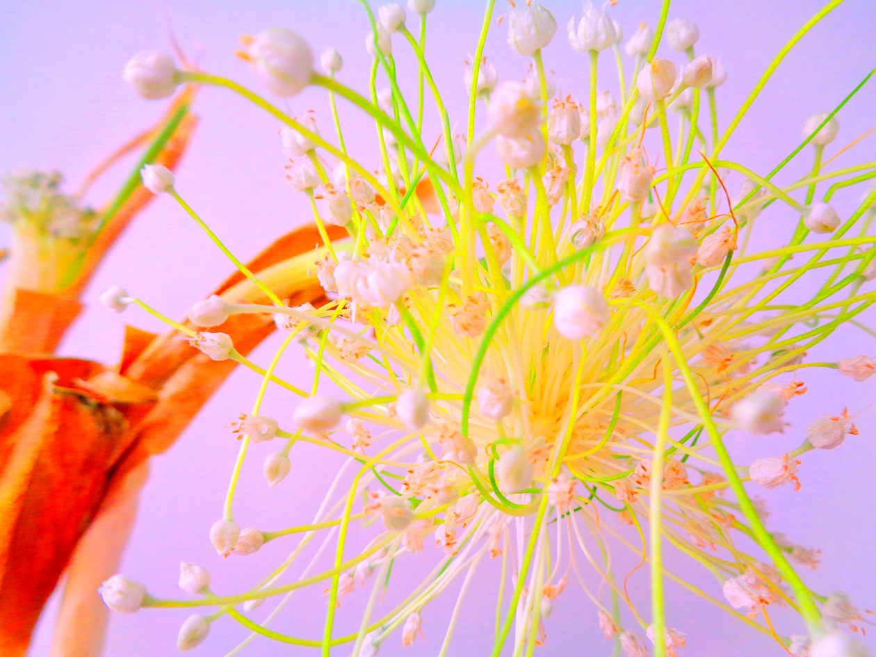 洋葱花 厨房花 作者 玛蒂娜·柯尼兹基（Martina Konitzky）