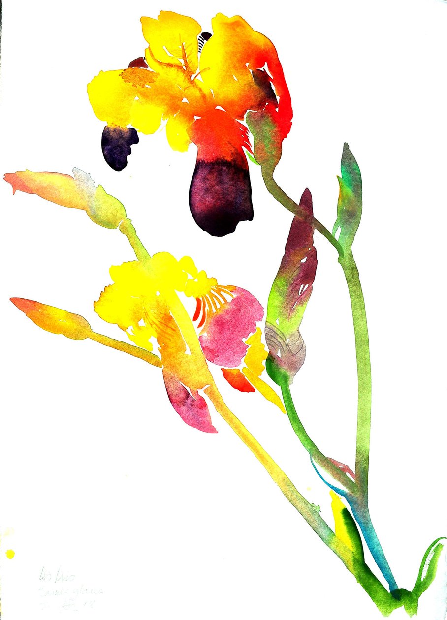 黄鸢尾花 作者 西蒙·弗莱彻