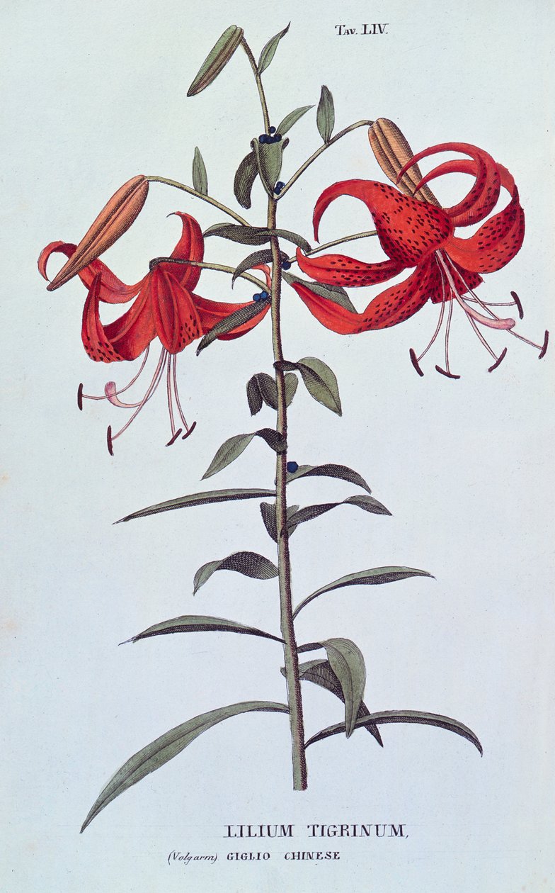 来自Antrotrofia或Coltirazione de Fiori的百合（Lilium tigrinum）（虎百合） 作者 皮乔利