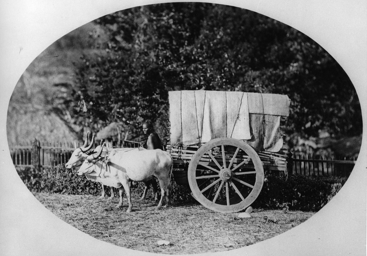 印度牛车，c.1886（bw照片） 作者 佩恩ATW