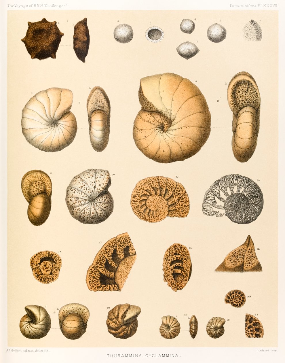 Thurammina-Cyclammina（Foraminifera PL.XXXVII）？来自？HMS之旅？挑战者？1873-76？发表于1884年 作者 AT Hollick