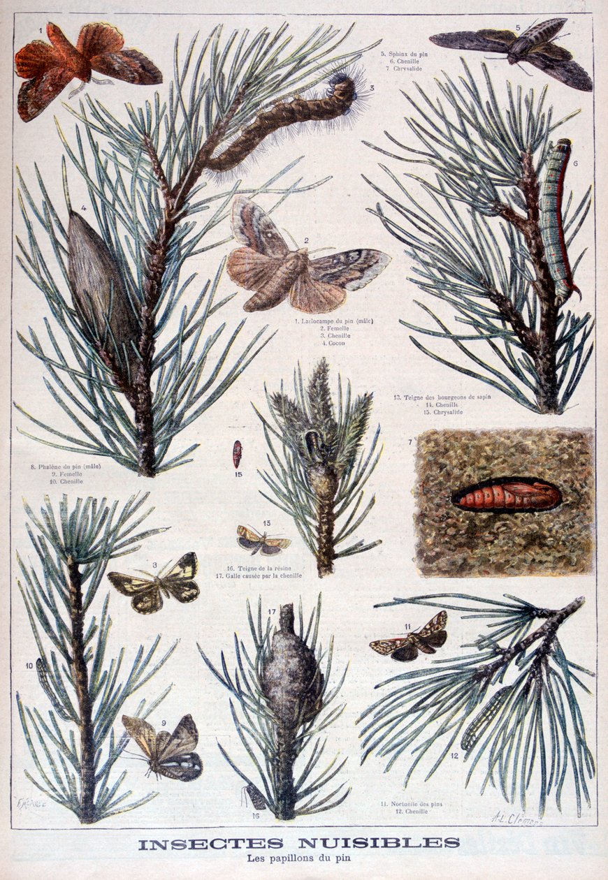 有害昆虫：危害松树的蝴蝶和飞蛾，1897年 作者 克莱门特