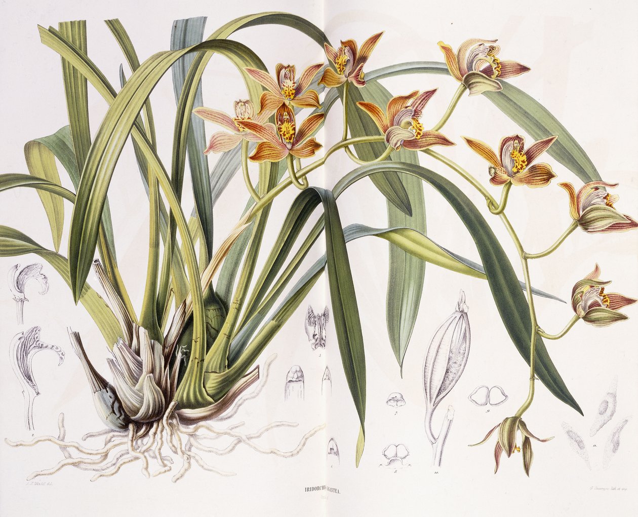 巨人虹彩，1867年 作者 AJ温德尔